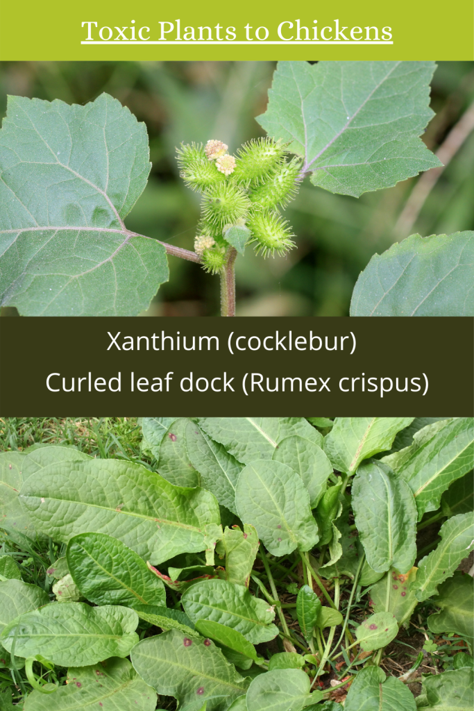 Chickens will happily eat many plants we consider weeds, such as dock, amaranth, dandelions, pigweed, and kudzu. Plants Herbs That Are Toxic To Chickens Livestock Homegrown Herb Garden