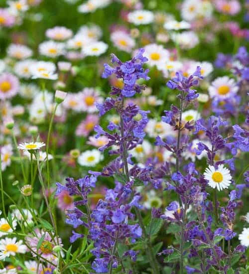Catnip Vs Catmint Important Differences And Uses Homegrown Herb Garden