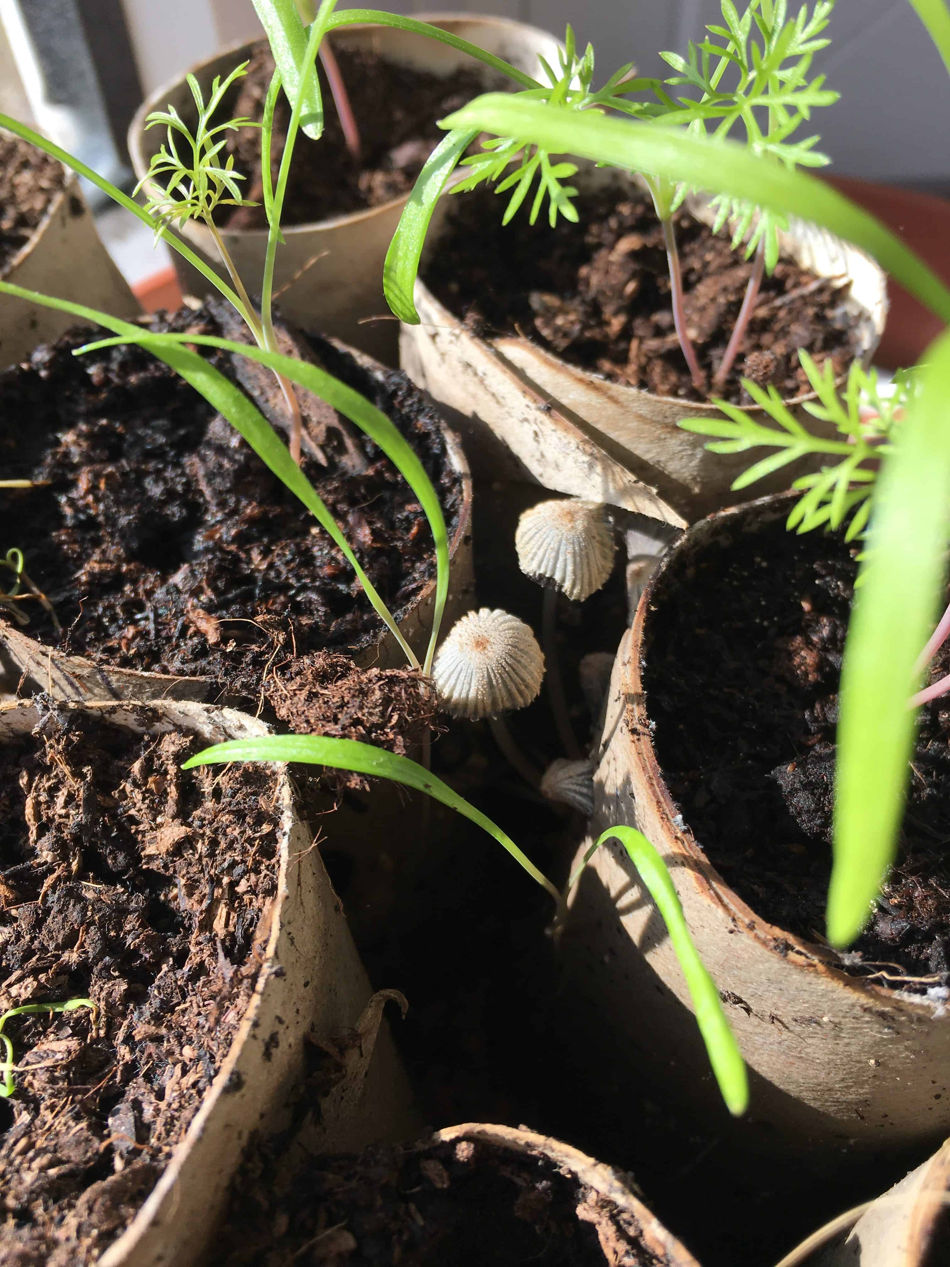Why have I got mushrooms in my seedlings? Homegrown Herb Garden