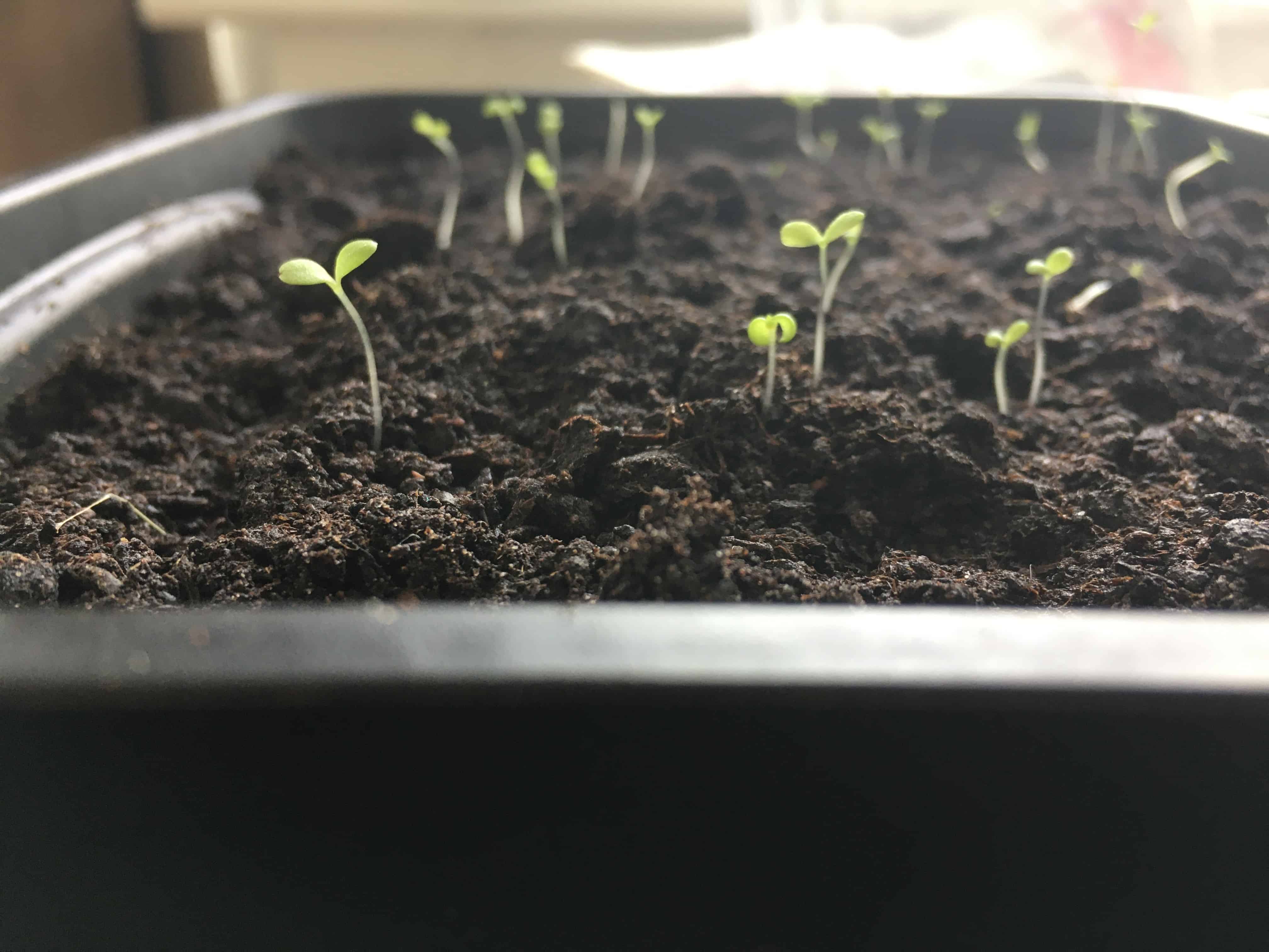 Growing Tarragon Outside in the UK Homegrown Herb Garden