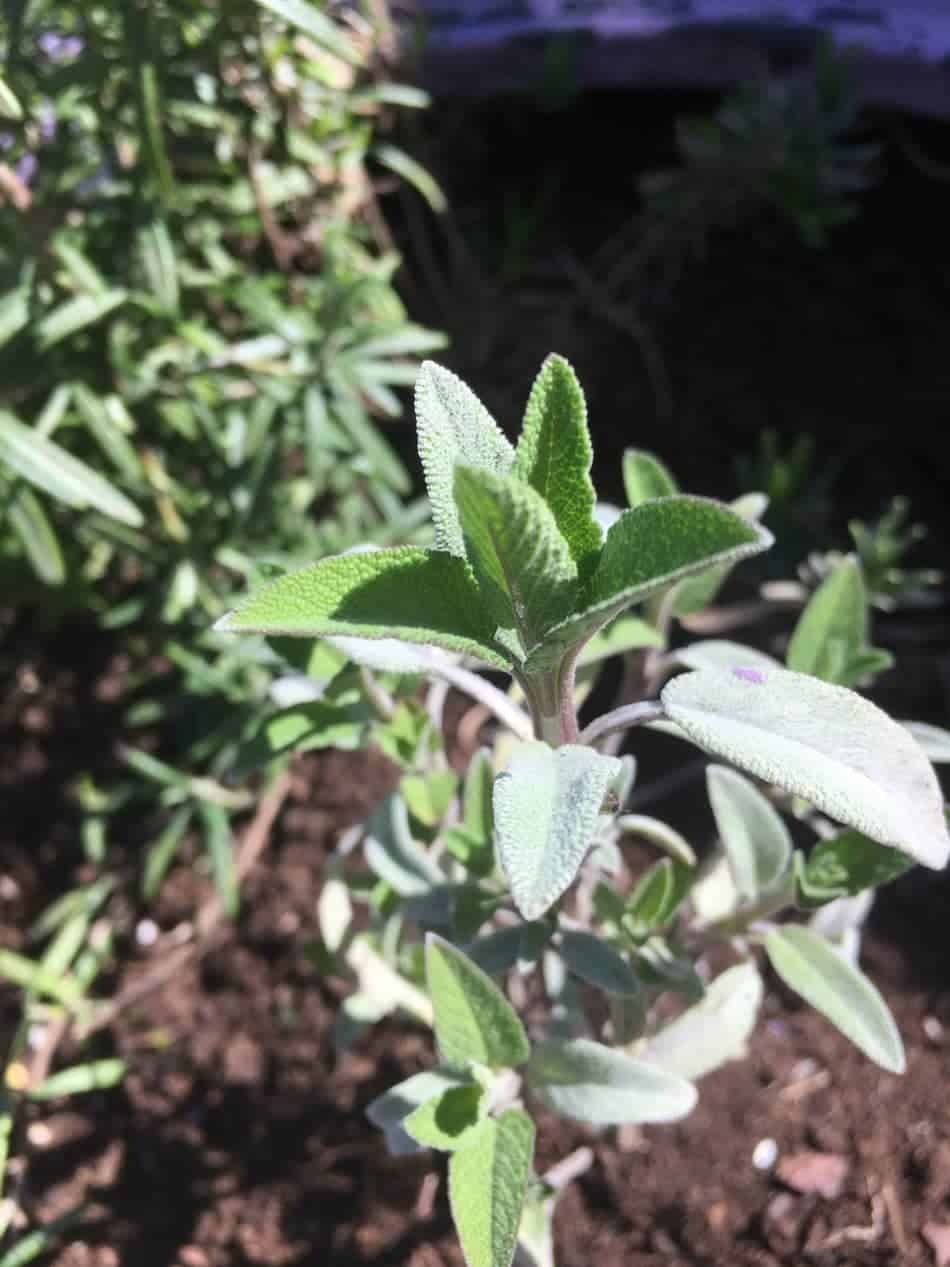 Sage Growing From Seeds, Cuttings Or Division Homegrown Herb Garden