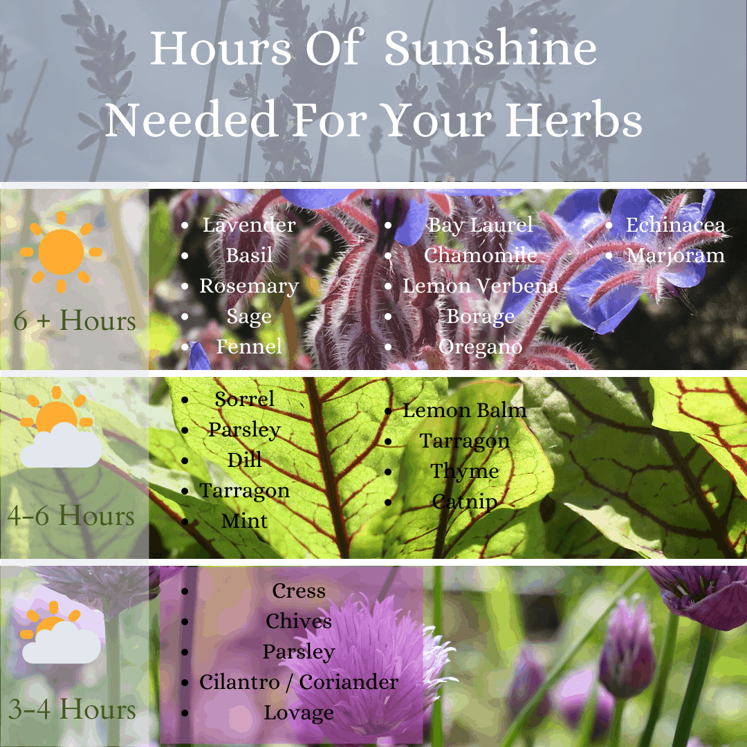 How Many Hours Of Sun Do Herbs Need Homegrown Herb Garden