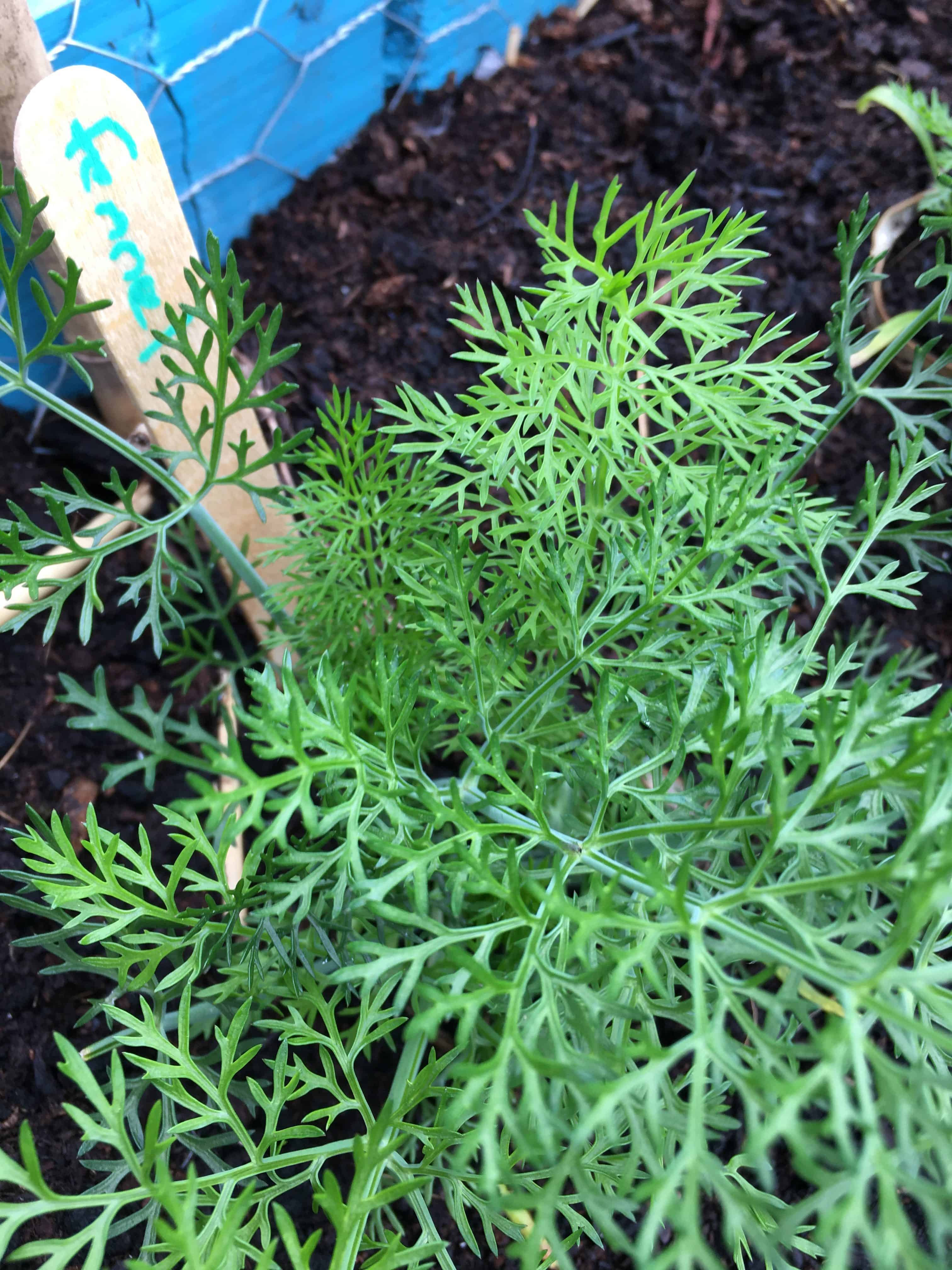 Growing The Herb Fennel In The UK Homegrown Herb Garden