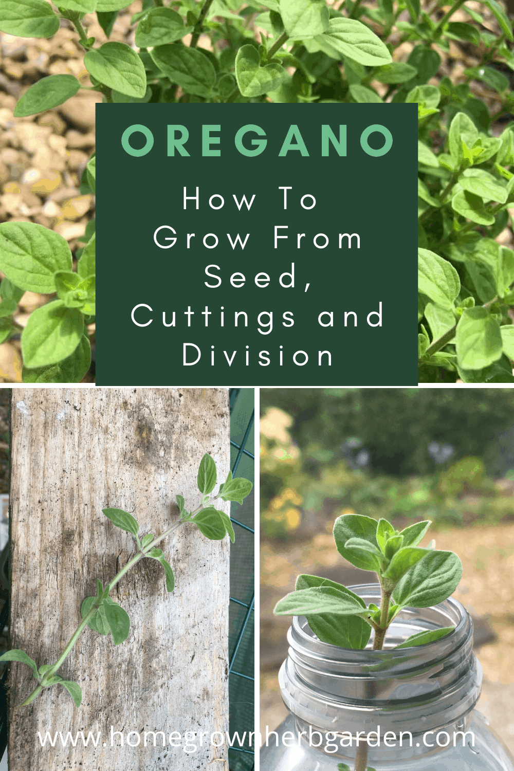 Growing Oregano - A Complete Guide - Homegrown Herb Garden