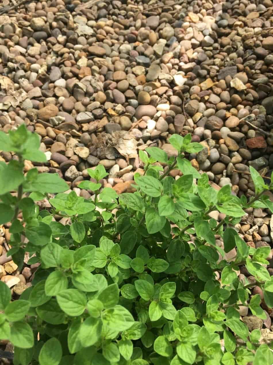 Growing Oregano - A Complete Guide - Homegrown Herb Garden