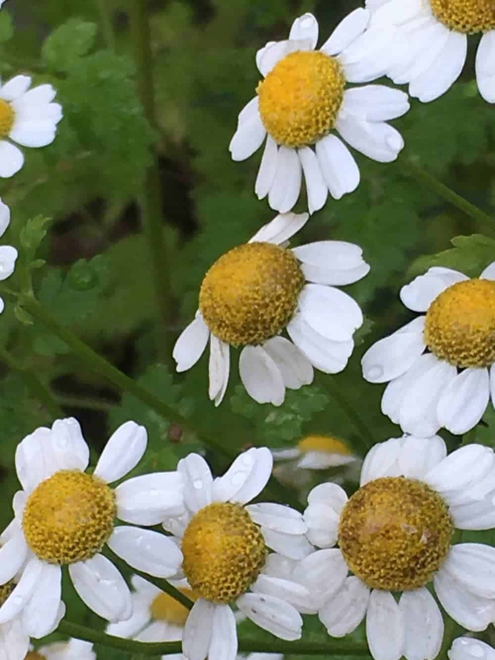 13 Unusual Herbs To Grow In The UK Homegrown Herb Garden