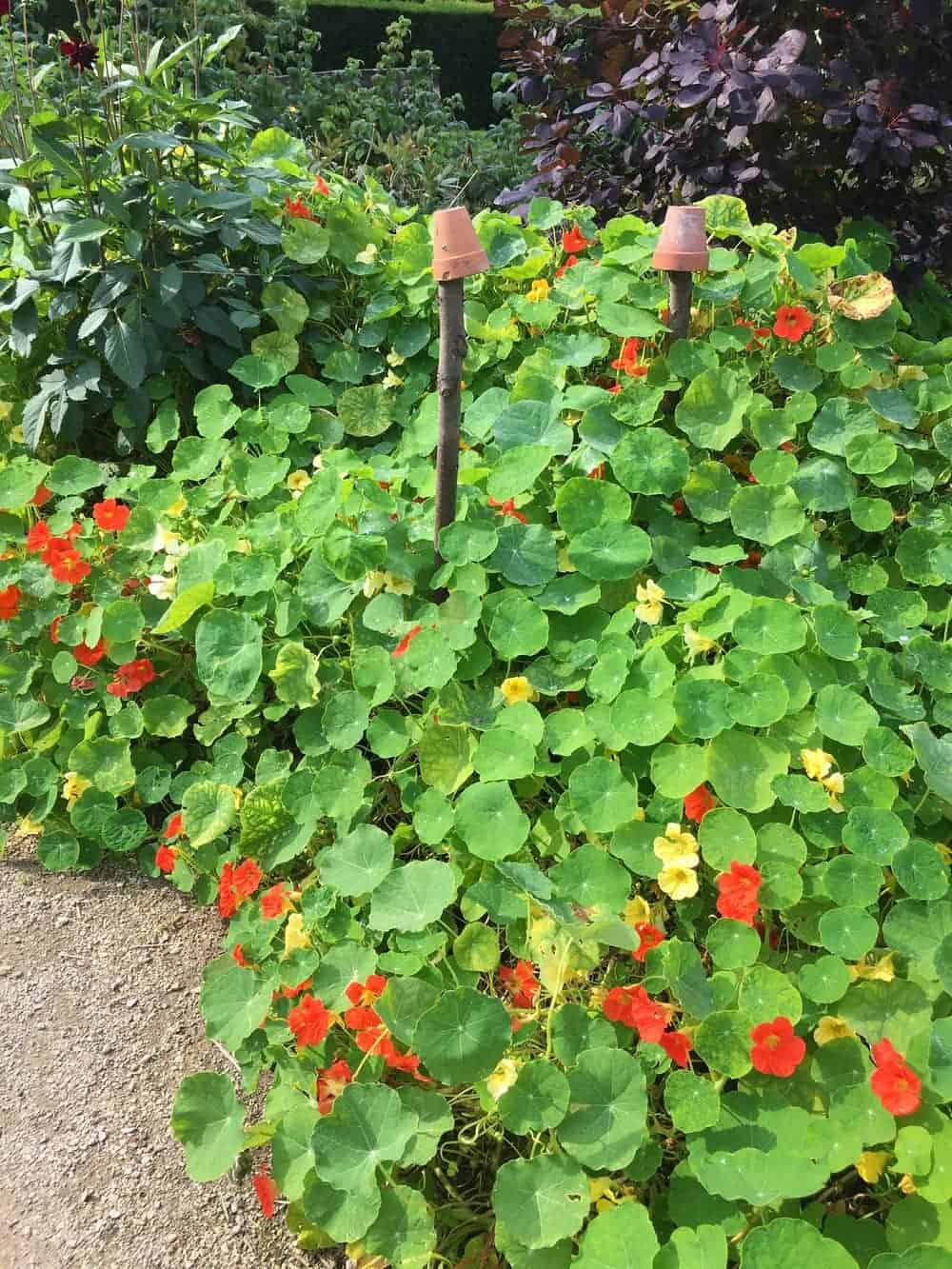 How To Grow Nasturtium - Homegrown Herb Garden