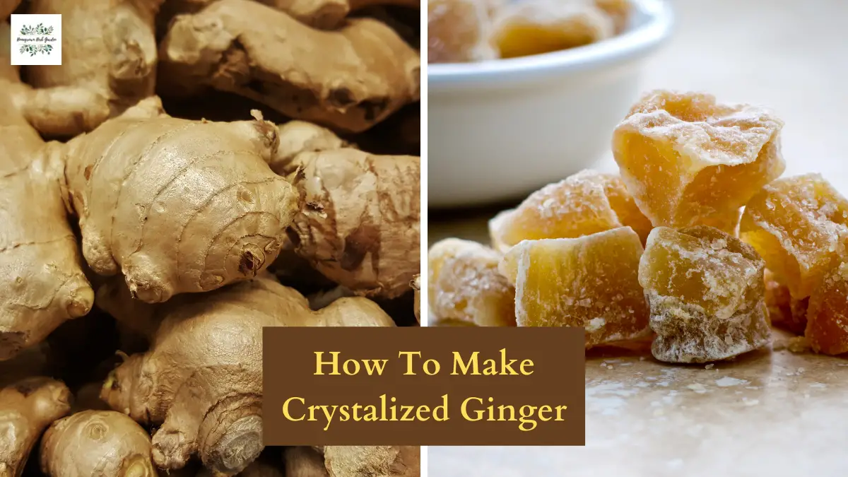 How To Make Crystallized Ginger At Home Homegrown Herb Garden