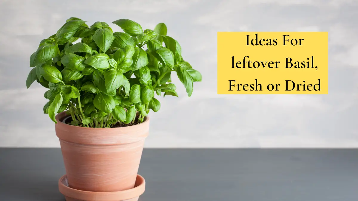 37 Ideas For Leftover Basil Fresh Or Dried Homegrown Herb Garden