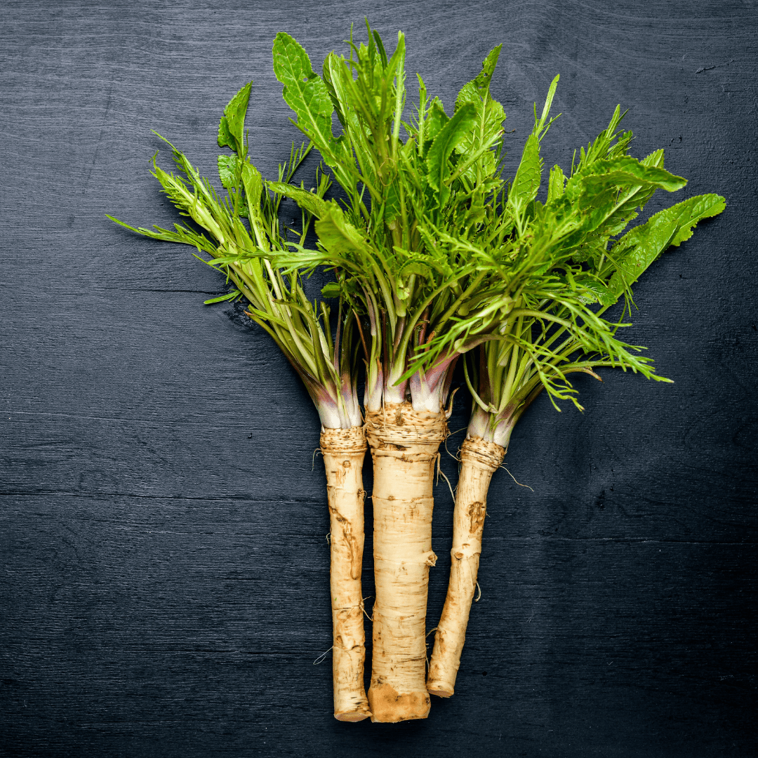 Horseradish Plant healthy Roots Ready for Potting on into 9cm pots or in garden 