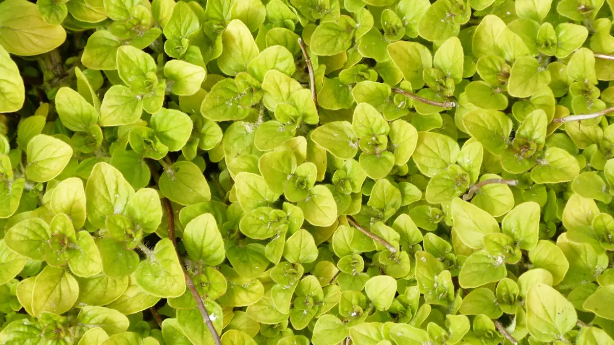 Guide To Growing Marjoram In The UK Homegrown Herb Garden
