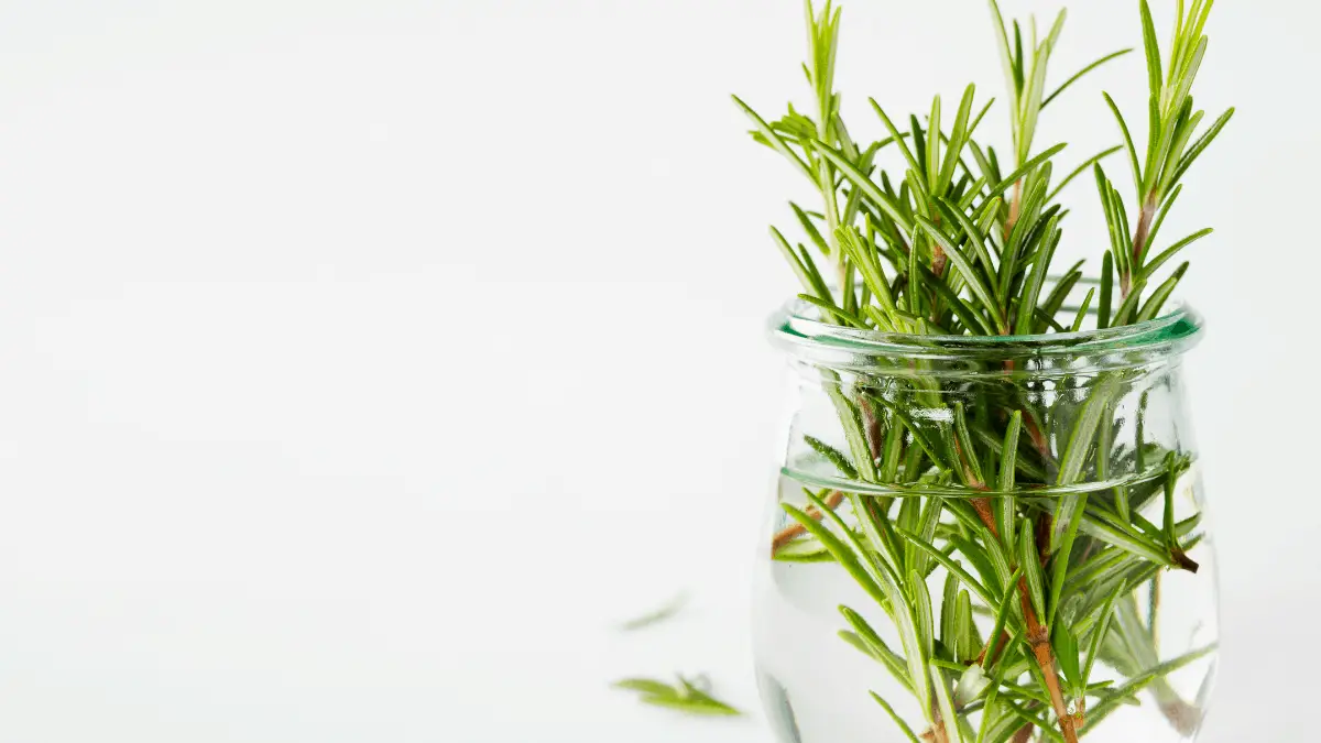 How To Store Fresh Herbs At Home Homegrown Herb Garden