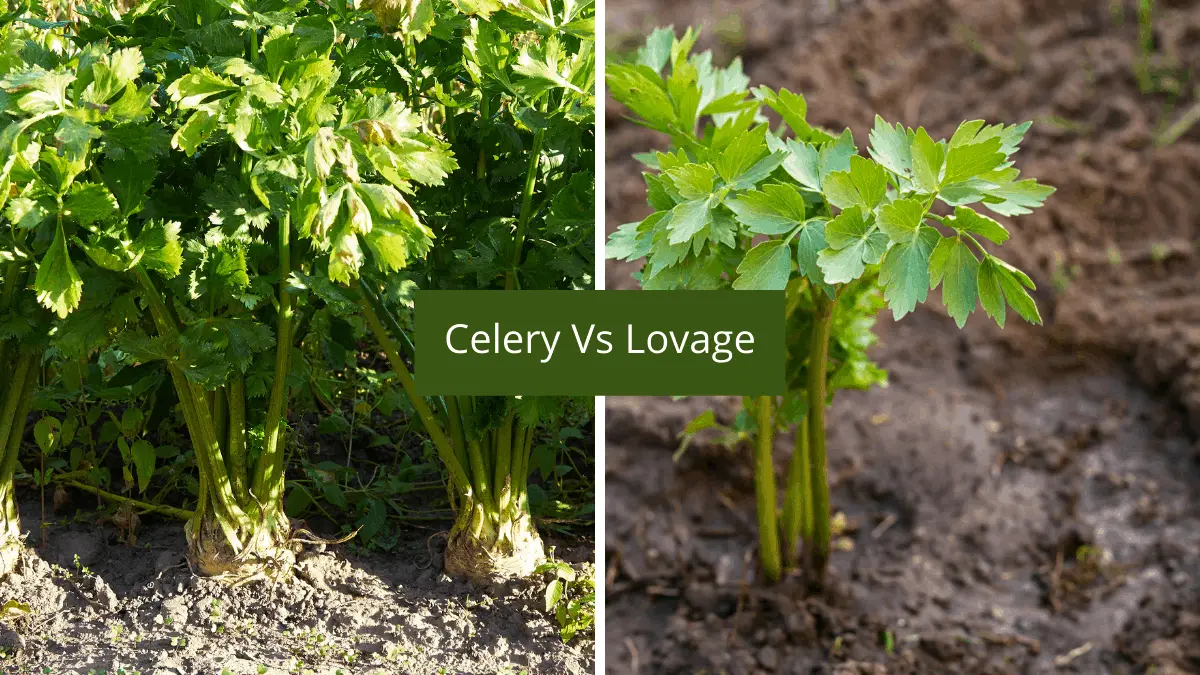 Differences Between Lovage & Celery Perfect Substitutes Homegrown