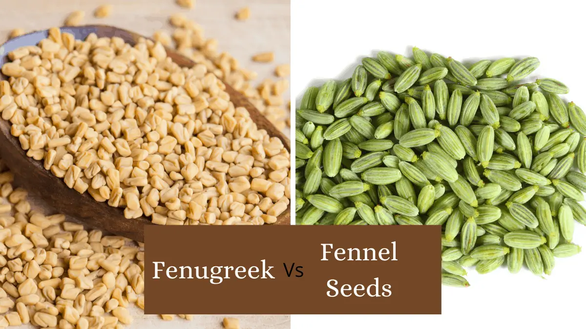 Fenugreek Seed And Fennel Seed Differences and Replacements Homegrown Herb Garden