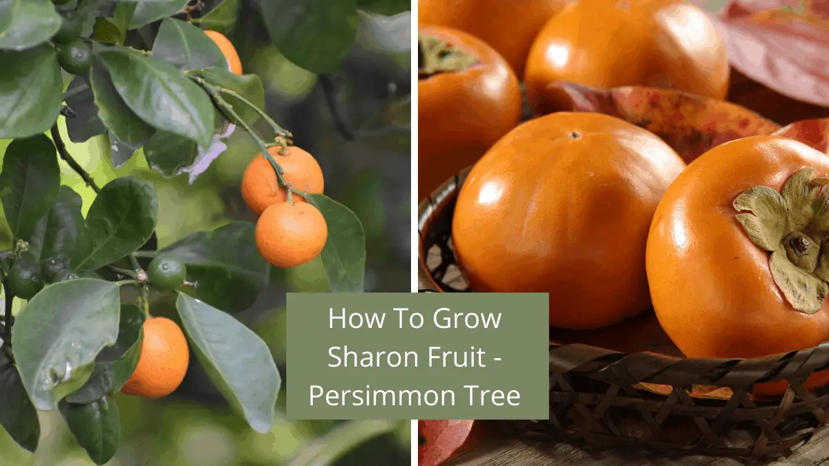 How To Grow Persimmon Diospyros Kaki -Sharon Fruit - Homegrown Herb Garden