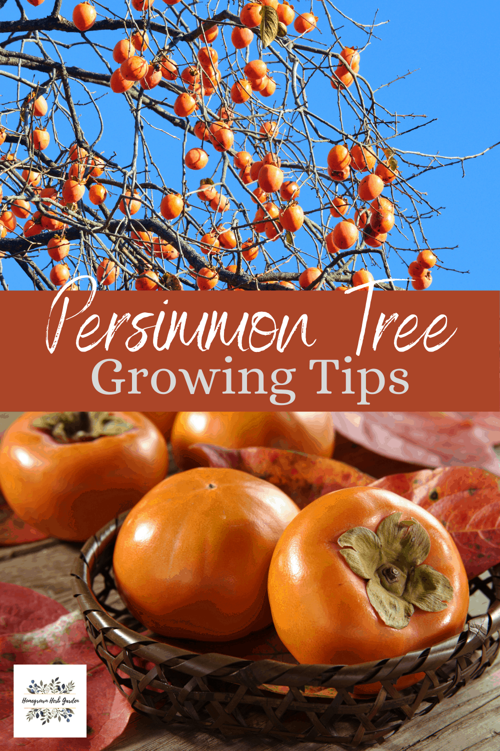 How To Grow Persimmon Diospyros Kaki -Sharon Fruit - Homegrown Herb Garden