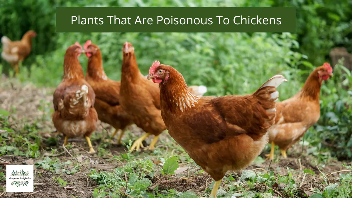 Plants & Herbs That Are Toxic To Chickens & Livestock Homegrown Herb