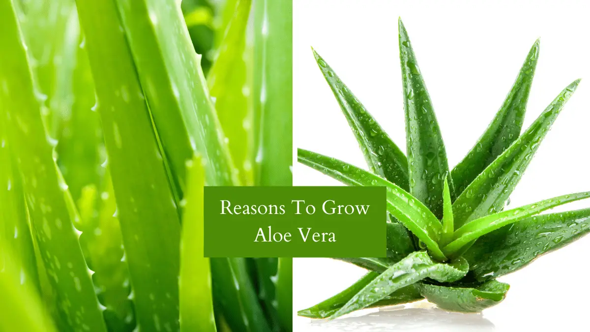 Reasons Why You Should Have An Aloe Vera Plant - Homegrown Herb Garden