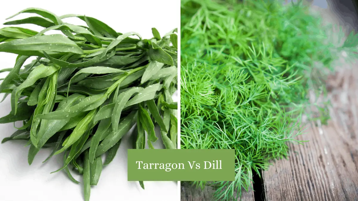 Tarragon Vs Dill & Useful Replacements Homegrown Herb Garden