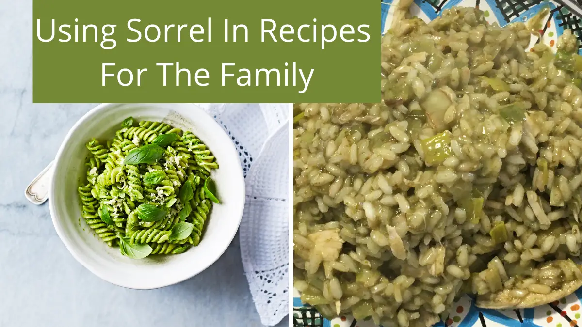 How To Use Sorrel In Family Favorite Recipes Homegrown Herb Garden