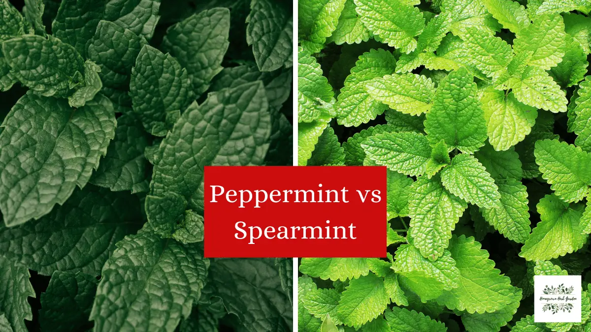 mint vs spearmint
