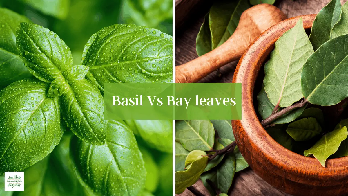 Basil Vs Bay Leaves Differences & Uses Homegrown Herb Garden