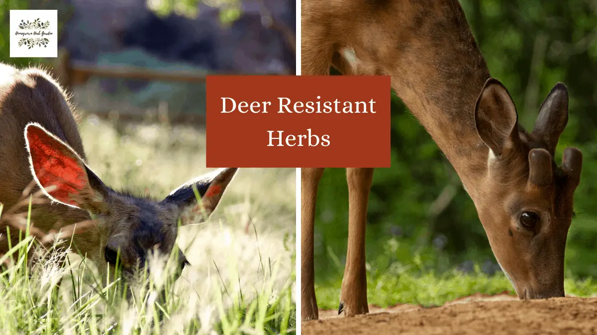 Deer Resistant Herbs 10 Of The Best Homegrown Herb Garden