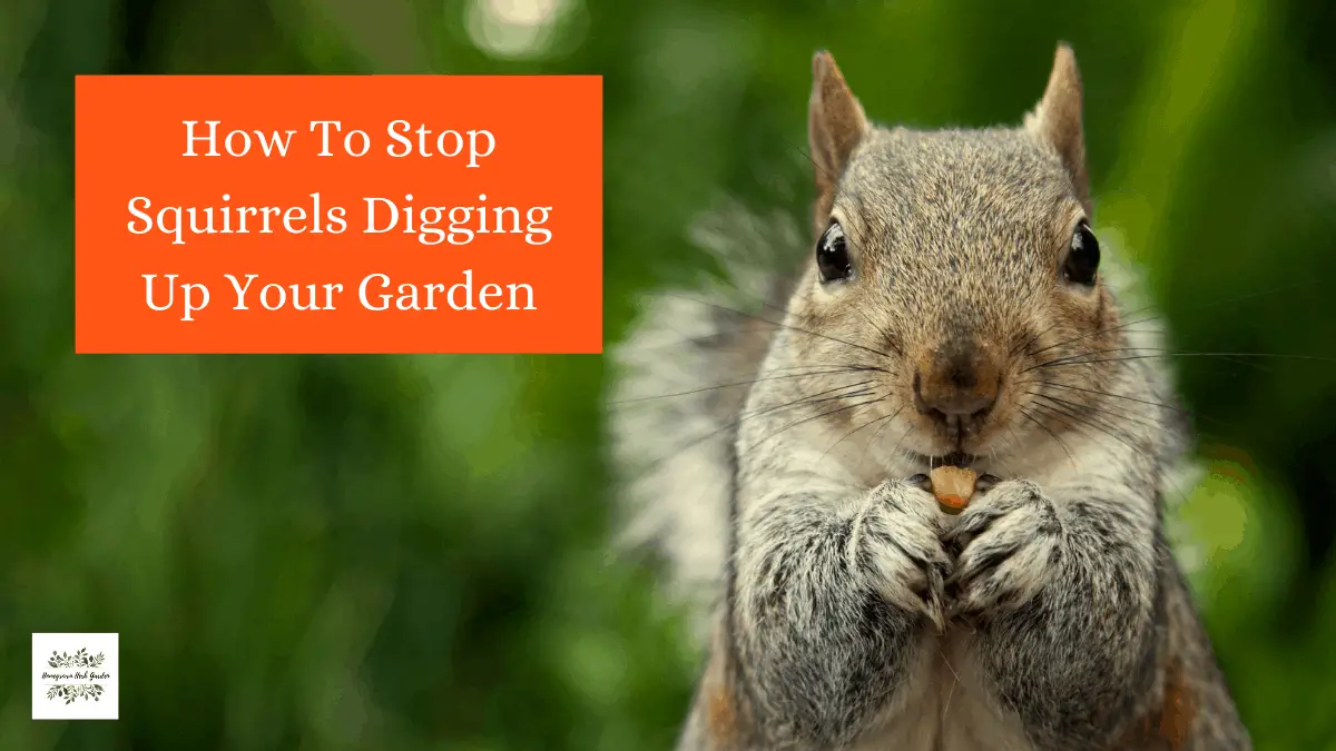How To Keep Squirrels Out Of Plant Pots Homegrown Herb Garden