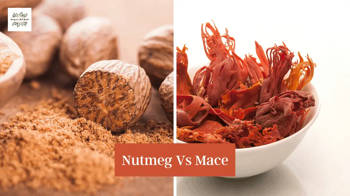 Nutmeg Vs Mace Similarities & Differences Homegrown Herb Garden