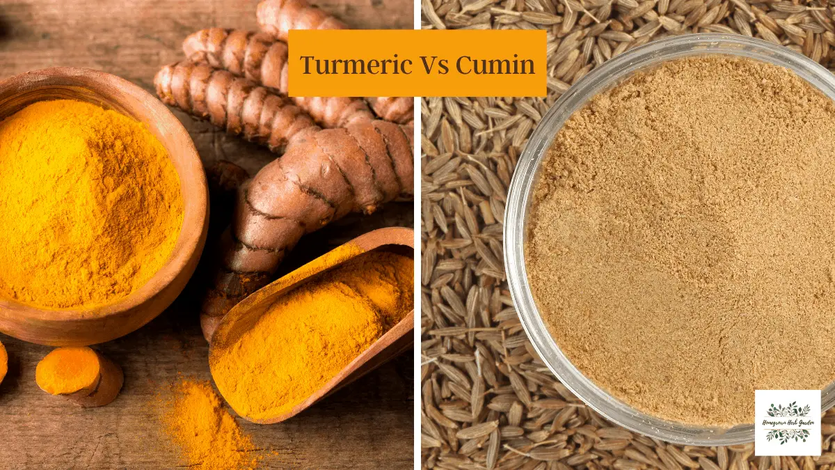 Turmeric Vs Cumin Cooking & Health Benefits Homegrown Herb Garden