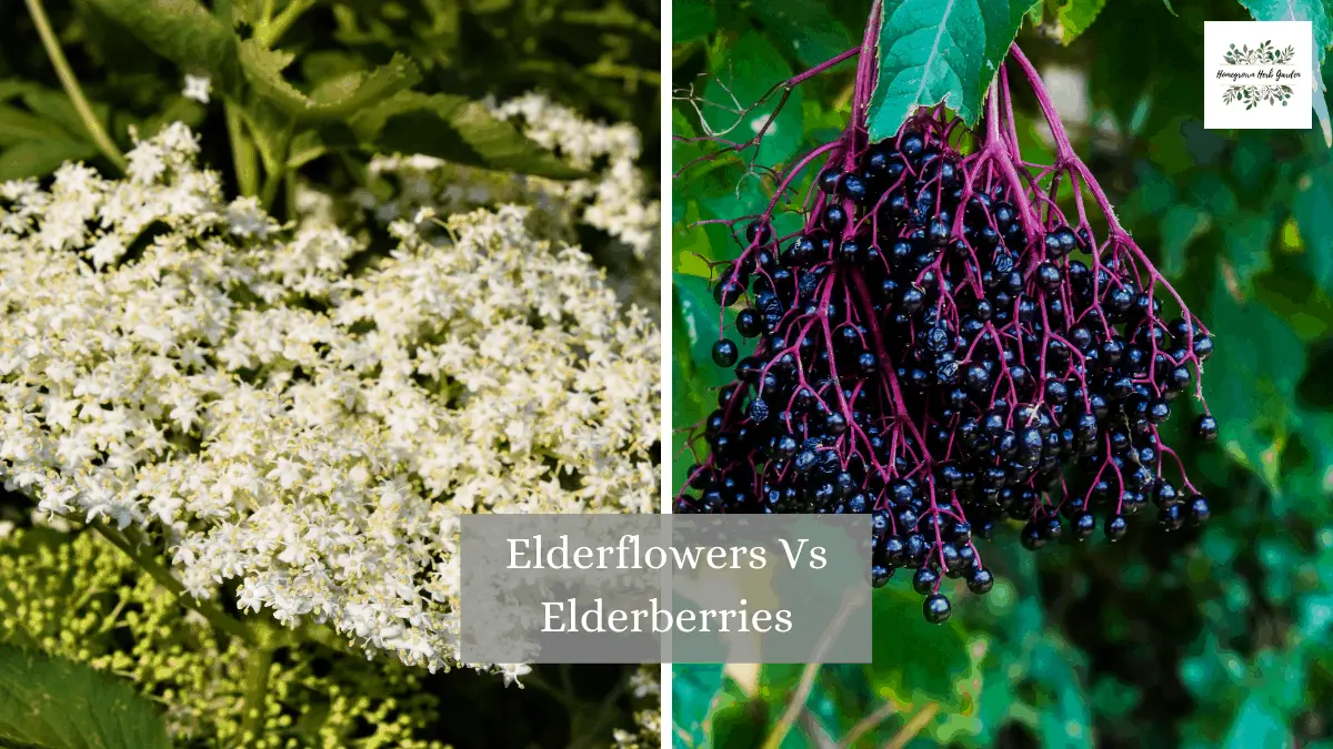 Elderflowers Vs Elderberries When To Harvest & How To Eat Homegrown