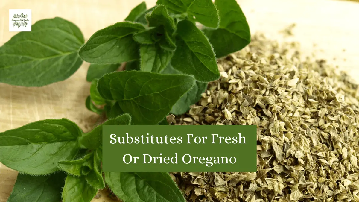Replacements & Alternatives To Fresh Or Dried Oregano Homegrown Herb